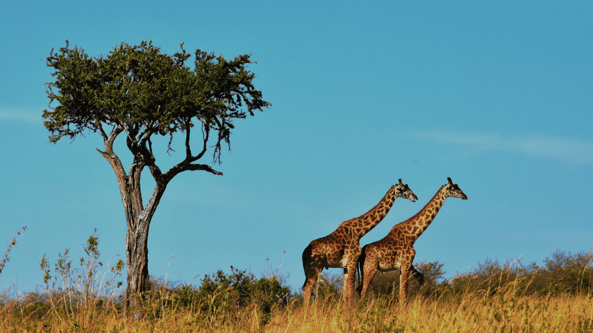 8 Days Secluded South of Tanzania Tour